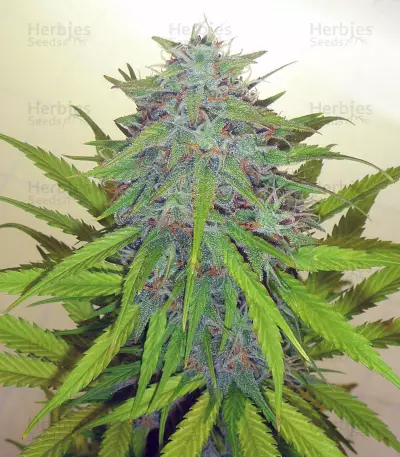 Candy Kush Auto (Auto Seeds) Cannabis-Samen