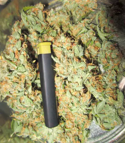 Delicious Cookies feminisierte Samen (Delicious Seeds)