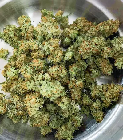 Glue Sherbert feminisierte Samen (AlphaFem Seeds)