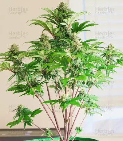 Godzilla Original Glue GG#4 feminisierte Samen (Herbies Seeds)