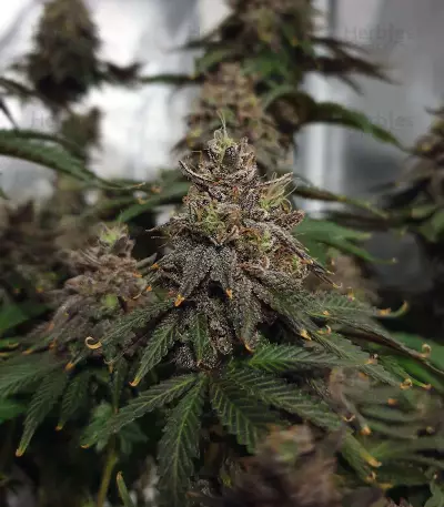 Gorilla Breath (Humboldt Seeds Organization) Cannabis-Samen