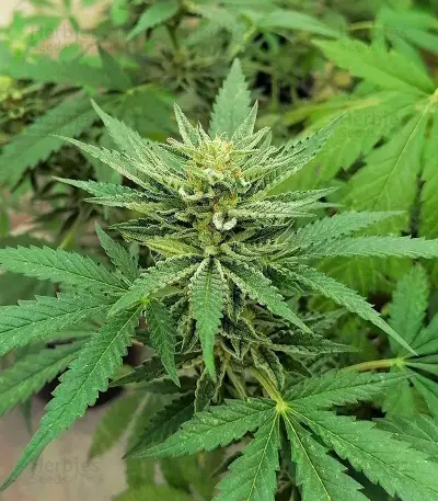 Gorilla Cookies Fast Flowering (Fast Buds)