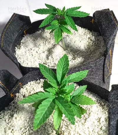 Ice Bomb (Bomb Seeds) Cannabis-Samen