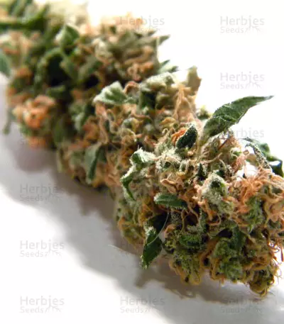 Jack Herer feminisierte Samen (Seedkeepers)