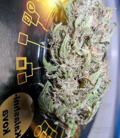 Kalashnikova (GHS) Cannabis-Samen
