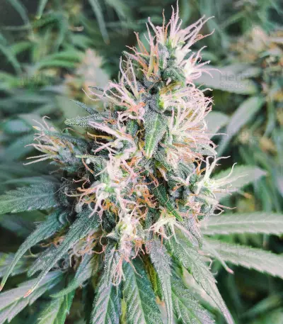Kiwi Skunk (Kiwi Seeds) Cannabis-Samen