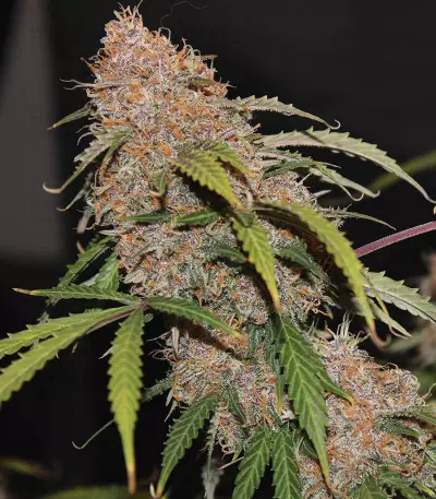 Original Auto Northern Lights (Fast Buds) Cannabis-Samen