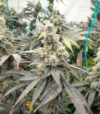 Purple Punch F1 feminisierte Samen (Seedkeepers)