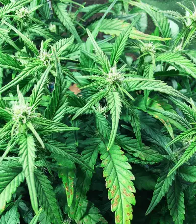 Runtz XL Auto Samen feminisiert (Sweet Seeds)