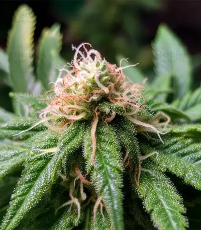 CBD Hammer Shark (CBD Botanic Seeds)