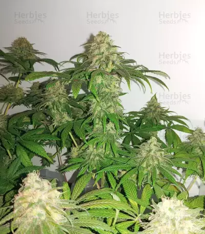 Cherry Poppers feminisierte Samen (Barney's Farm)