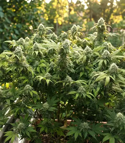 Double Cream (Cream of the Crop Seeds) Cannabis-Samen