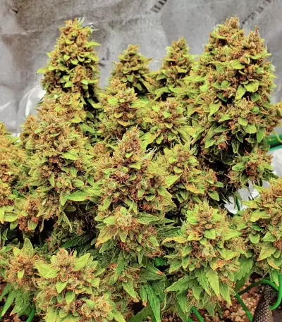 GG#4 Original Glue Auto feminisierte Samen (Fast Buds)