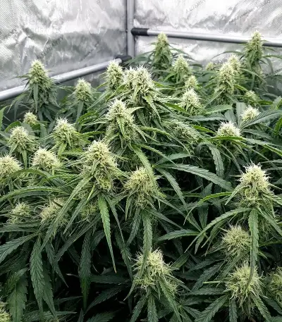 Mango Bubble Cloud (Dr. Krippling Seeds) Cannabis-Samen