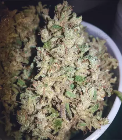 Original Auto White Widow (Fast Buds) Cannabis-Samen