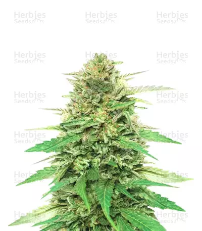 Pineapple Muffin Autoflower feminisierte Samen (Humboldt Seed Company)
