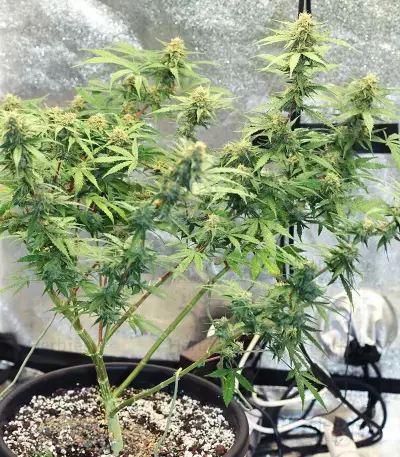Runtz Auto Samen feminisiert (Barney's Farm)