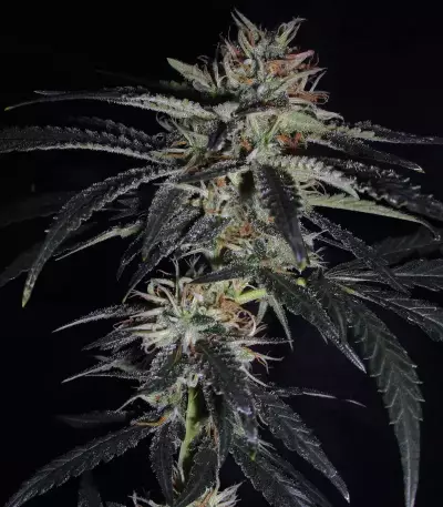 Strawberry Lemonade feminisierte Samen (Barney’s Farm)