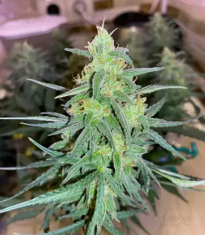 Vanilla Latte Autoflower feminisierte Samen (Humboldt Seed Company)