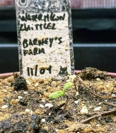 Watermelon Z Samen feminisiert (Barney's Farm)
