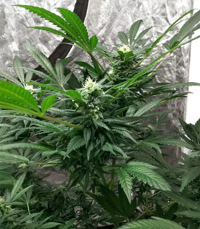 The White Fire OG feminisierte Samen (Seedkeepers)