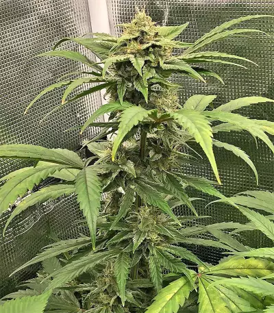 Auto Purple Gorilla (Short Stuff Seeds) Cannabis-Samen