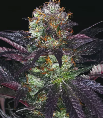 French Macaron (Gelato 33 x French Cookies) (T.H. Seeds) Cannabis-Samen