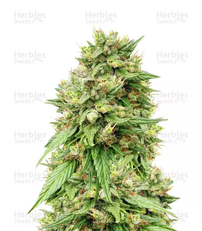 G13 Skunk Regular (Mr. Nice Seedbank) Cannabis-Samen