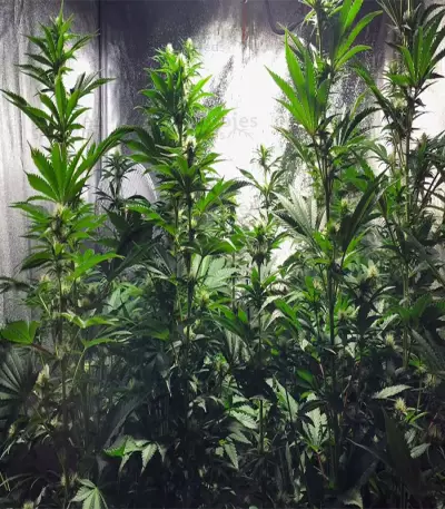 God's Glue (Ministry Of Cannabis) Cannabis-Samen