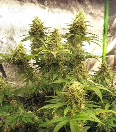 Golden Tiger regular (Ace Seeds) Cannabis-Samen