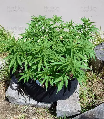 Green Crack (BlimBurn Seeds) Cannabis-Samen
