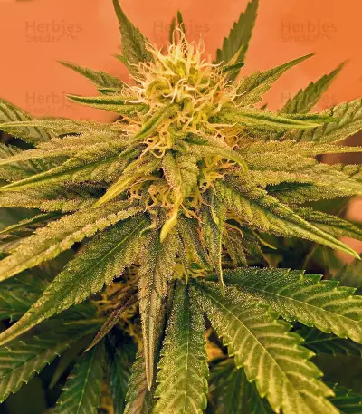 Hawaiian Snow x Wedding Cake x Gelato 33 (GHS) Cannabis-Samen