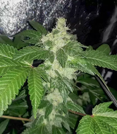 HiFi 4G (Dutch Passion) Cannabis-Samen