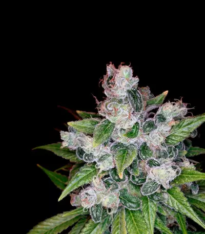 Kandy Kush (Reserva Privada) Cannabis-Samen