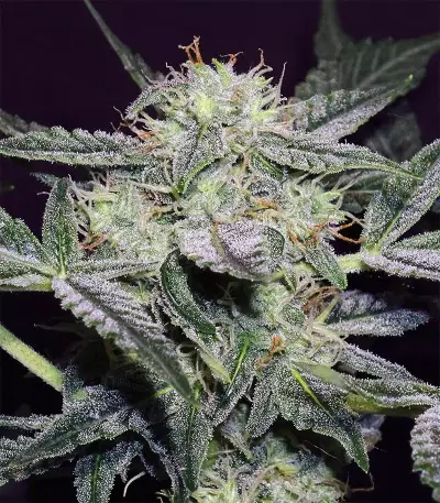 Lemon AK Auto feminisierte Samen (Fast Buds)