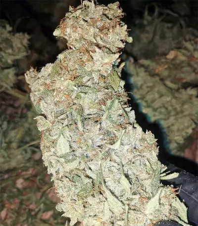 Malawi x Panama Regular (Ace Seeds) Cannabis-Samen