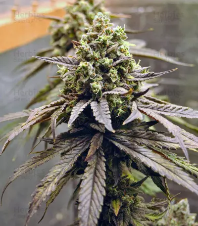 NYC Diesel (Zambeza Seeds) Cannabis-Samen
