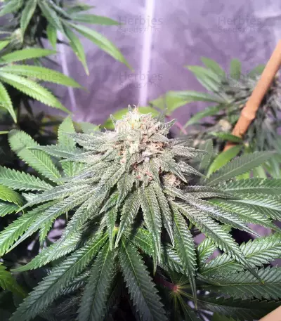 OG Kush CBD (Dinafem Seeds) Cannabis-Samen