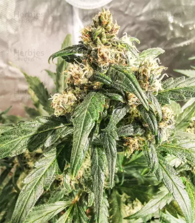 Original Auto BubbleGum (Fast Buds) Cannabis-Samen
