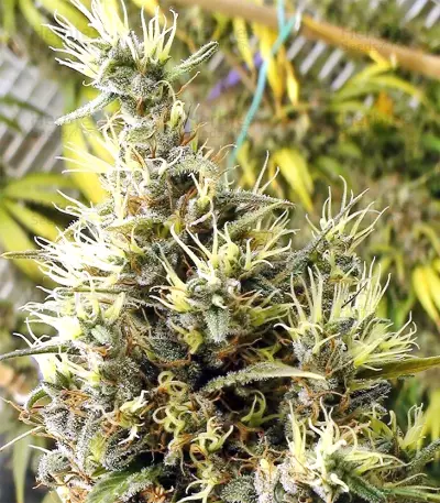 Panama Haze (Ace Seeds) Cannabis-Samen