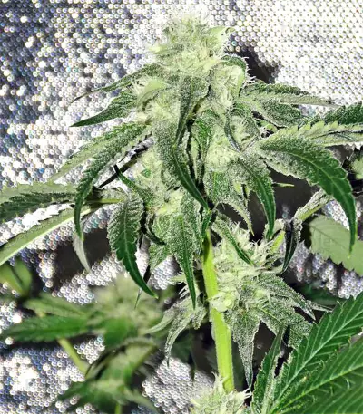 Sherbet (Seedstockers) Cannabis-Samen