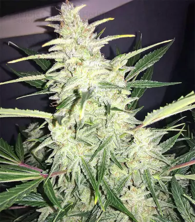 Super Auto Lemon Haze (Original Sensible Seeds) Cannabis-Samen
