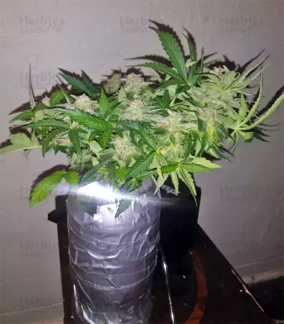 Super Skunk (Seedstockers) Cannabis-Samen