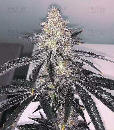 Tha Melon Regular (Karma Genetics) Cannabis-Samen