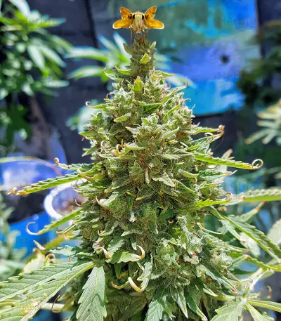 Voyager (Flying Dutchmen) Cannabis-Samen