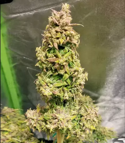 Walter White Auto (Mephisto Genetics) Cannabis-Samen