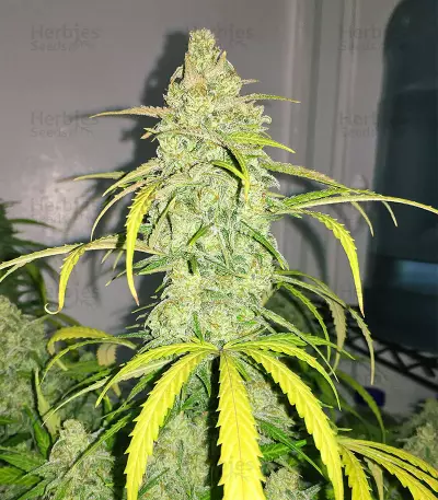 Auto Cinderella Jack (Dutch Passion) Cannabis-Samen