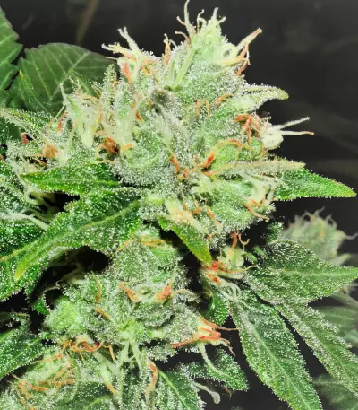 Barbara Bud (House of the Great Gardener Seeds) Cannabis-Samen