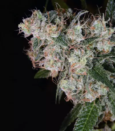 Chiesel (Big Buddha Seeds) Cannabis-Samen