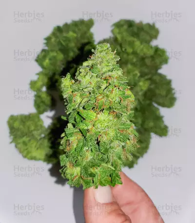 Cosmic Bomb Auto (Bomb Seeds) Cannabis-Samen